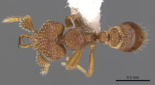 Strumigenys heliani specimen CASENT0900645 image casent0900645_1