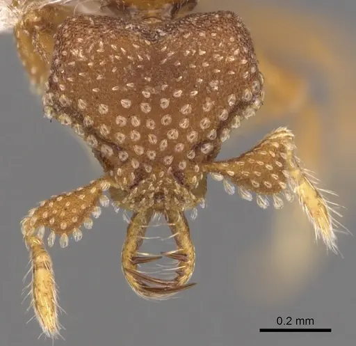 Strumigenys heliani specimen CASENT0900645 image casent0900645_2