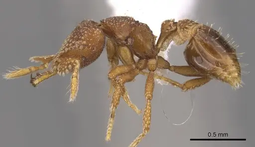 Strumigenys heliani specimen CASENT0900645 image casent0900645_3