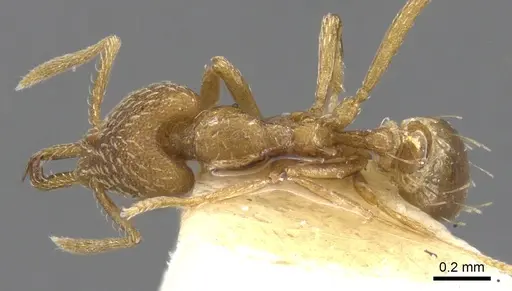 Strumigenys helytruga specimen CASENT0900619 image casent0900619_1