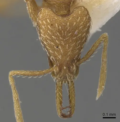 Strumigenys helytruga specimen CASENT0900619 image casent0900619_2
