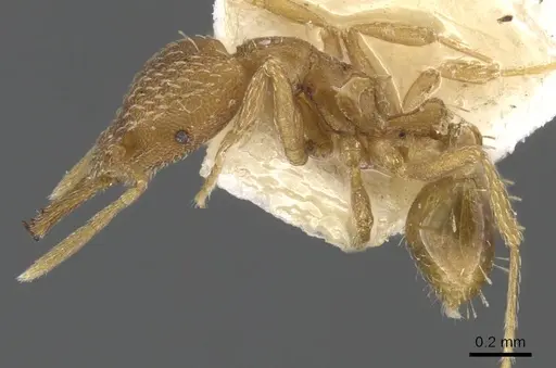 Strumigenys helytruga specimen CASENT0900619 image casent0900619_3