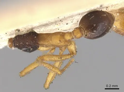 Strumigenys hemichlaena specimen CASENT0900760 image casent0900760_1