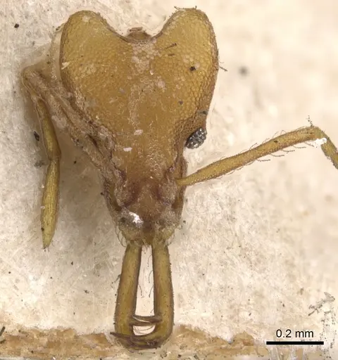 Strumigenys hemichlaena specimen CASENT0900760 image casent0900760_2