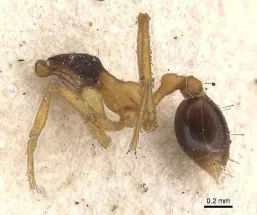 Strumigenys hemichlaena specimen CASENT0900760 image casent0900760_3