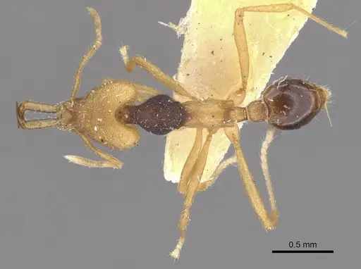 Strumigenys hemichlaena specimen CASENT0912856 image casent0912856_1