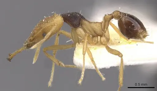 Strumigenys hemichlaena specimen CASENT0912856 image casent0912856_3