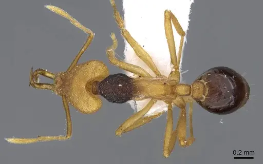 Strumigenys hemichlaena specimen CASENT0914801 image casent0914801_1