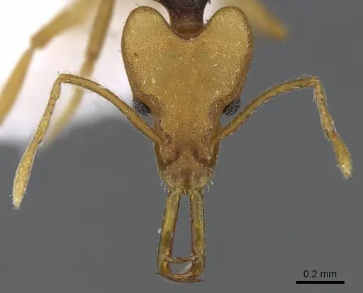 Strumigenys hemichlaena specimen CASENT0914801 image casent0914801_2