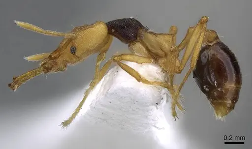 Strumigenys hemichlaena specimen CASENT0914801 image casent0914801_3