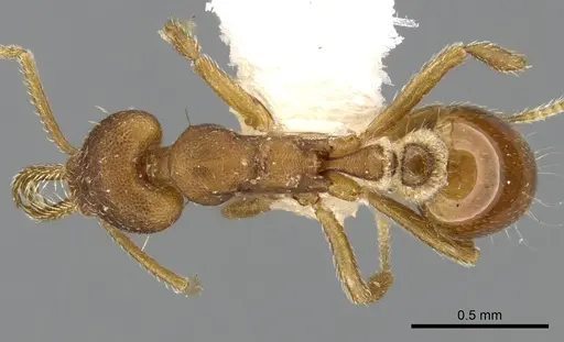 Strumigenys hemidisca specimen CASENT0280718 image casent0280718_1
