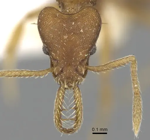 Strumigenys hemidisca specimen CASENT0280718 image casent0280718_2