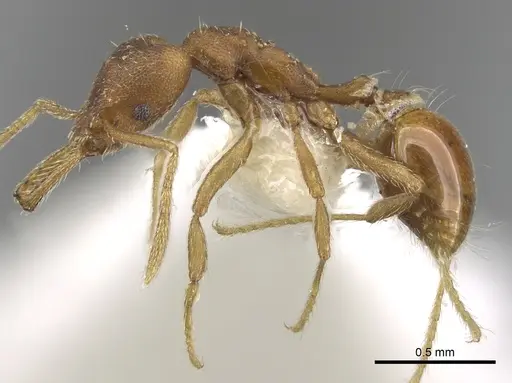 Strumigenys hemidisca specimen CASENT0280718 image casent0280718_3
