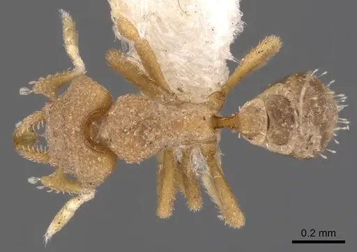 Strumigenys hemisobek specimen CASENT0900139 image casent0900139_1