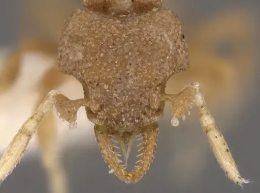 Strumigenys hemisobek specimen CASENT0900139 image casent0900139_2