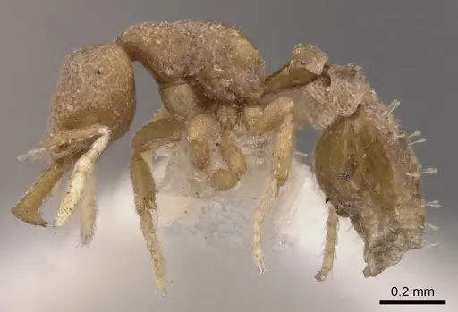 Strumigenys hemisobek specimen CASENT0900139 image casent0900139_3