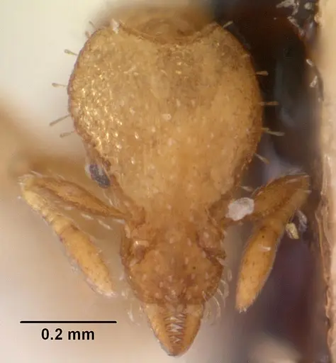 Strumigenys hensekta specimen CASENT0102546 image casent0102546_2