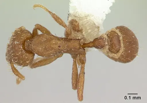 Strumigenys hensekta specimen CASENT0178309 image casent0178309_1