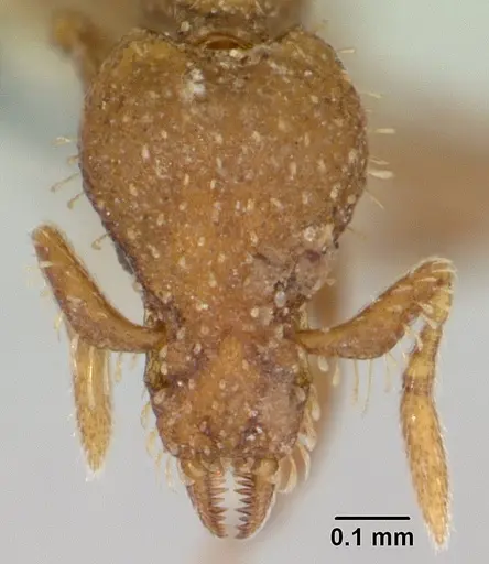 Strumigenys hensekta specimen CASENT0178309 image casent0178309_2