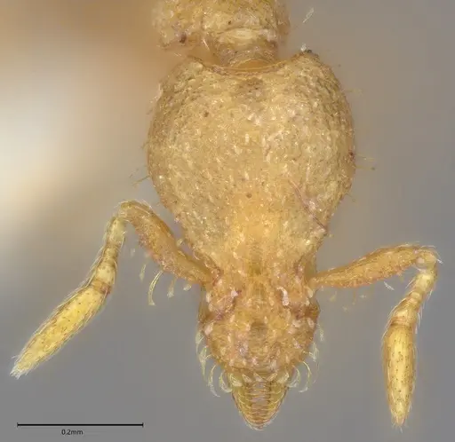 Strumigenys hensekta specimen CASENT0763624 image casent0763624_1