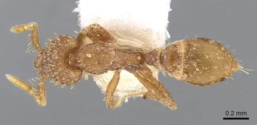 Strumigenys hensekta specimen CASENT0914708 image casent0914708_1