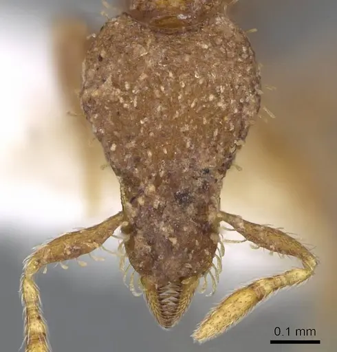 Strumigenys hensekta specimen CASENT0914708 image casent0914708_2
