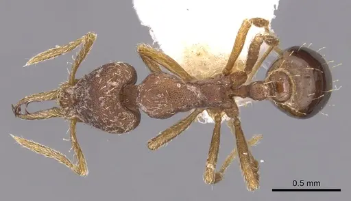 Strumigenys heterodonta specimen CASENT0904565 image casent0904565_1