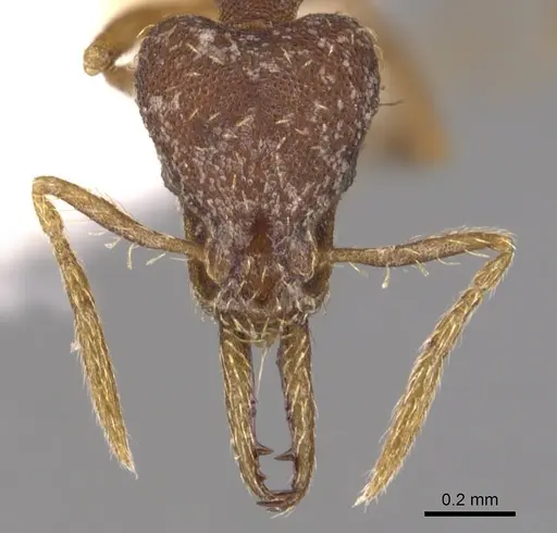Strumigenys heterodonta specimen CASENT0904565 image casent0904565_2