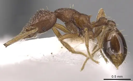 Strumigenys heterodonta specimen CASENT0904565 image casent0904565_3