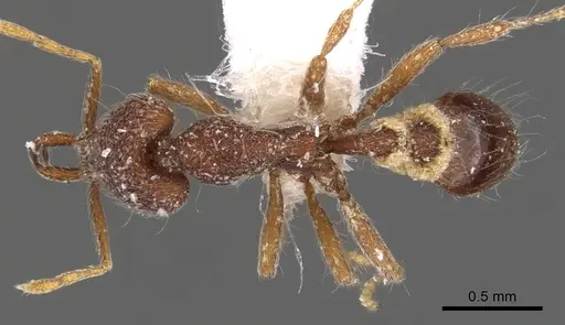 Strumigenys heteropha specimen CASENT0900791 image casent0900791_1