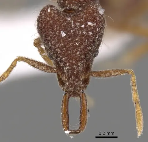 Strumigenys heteropha specimen CASENT0900791 image casent0900791_2