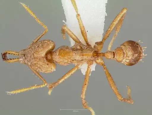 Strumigenys hilaris specimen CASENT0005552 image casent0005552_1