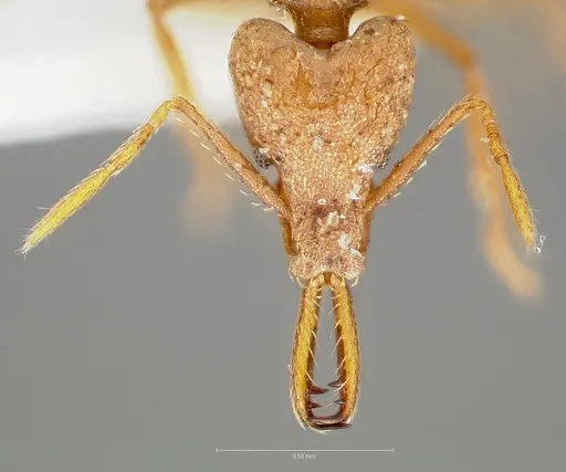 Strumigenys hilaris specimen CASENT0005552 image casent0005552_2