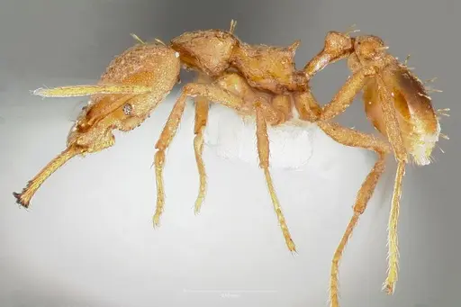 Strumigenys hilaris specimen CASENT0005552 image casent0005552_3