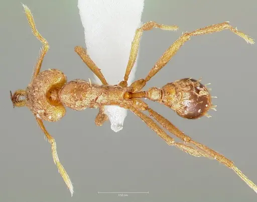 Strumigenys hilaris specimen CASENT0005553 image casent0005553_1