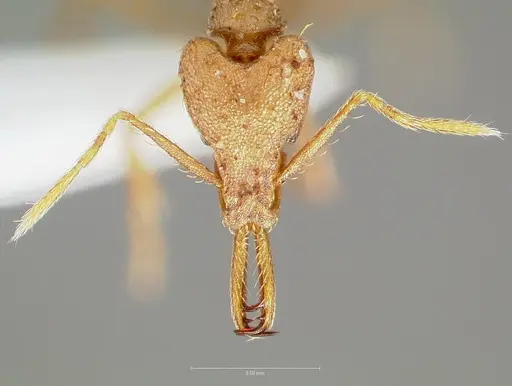 Strumigenys hilaris specimen CASENT0005553 image casent0005553_2