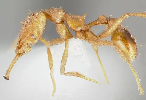 Strumigenys hilaris specimen CASENT0005553 image casent0005553_3