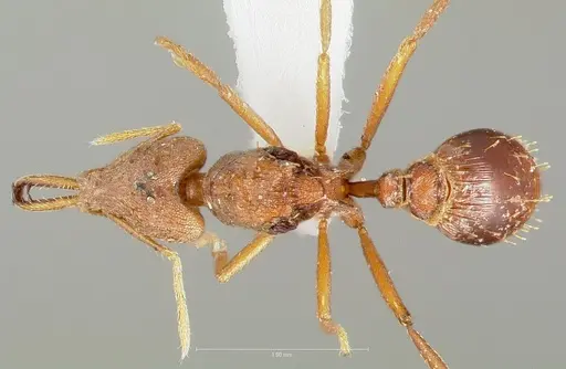 Strumigenys hilaris specimen CASENT0005554 image casent0005554_1