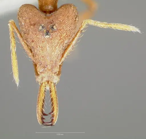 Strumigenys hilaris specimen CASENT0005554 image casent0005554_2