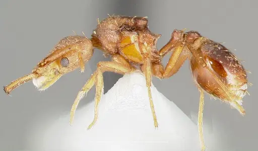 Strumigenys hilaris specimen CASENT0005554 image casent0005554_3