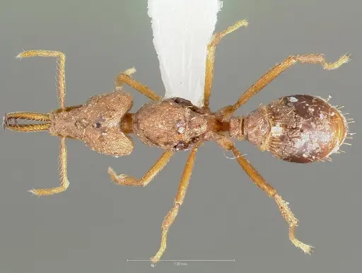 Strumigenys hilaris specimen CASENT0005555 image casent0005555_1