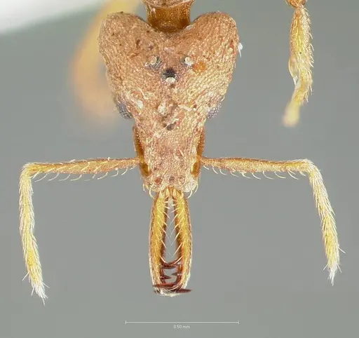 Strumigenys hilaris specimen CASENT0005555 image casent0005555_2