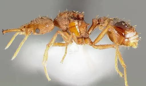 Strumigenys hilaris specimen CASENT0005555 image casent0005555_3