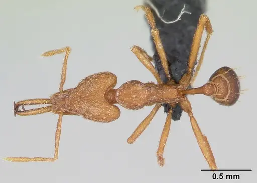 Strumigenys hilaris specimen CASENT0046206 image casent0046206_1