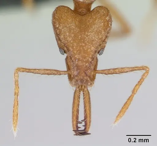 Strumigenys hilaris specimen CASENT0046206 image casent0046206_2