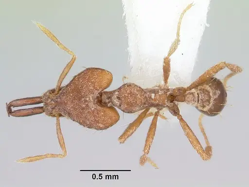 Strumigenys hilaris specimen CASENT0102676 image casent0102676_1