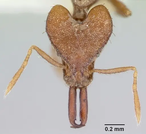 Strumigenys hilaris specimen CASENT0102676 image casent0102676_2