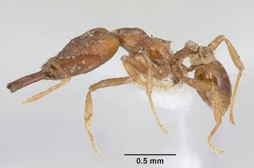 Strumigenys hilaris specimen CASENT0102676 image casent0102676_3