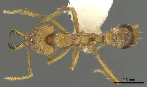 Strumigenys hilaris specimen CASENT0900705 image casent0900705_1