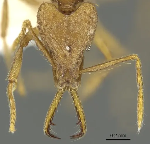 Strumigenys hilaris specimen CASENT0900705 image casent0900705_2